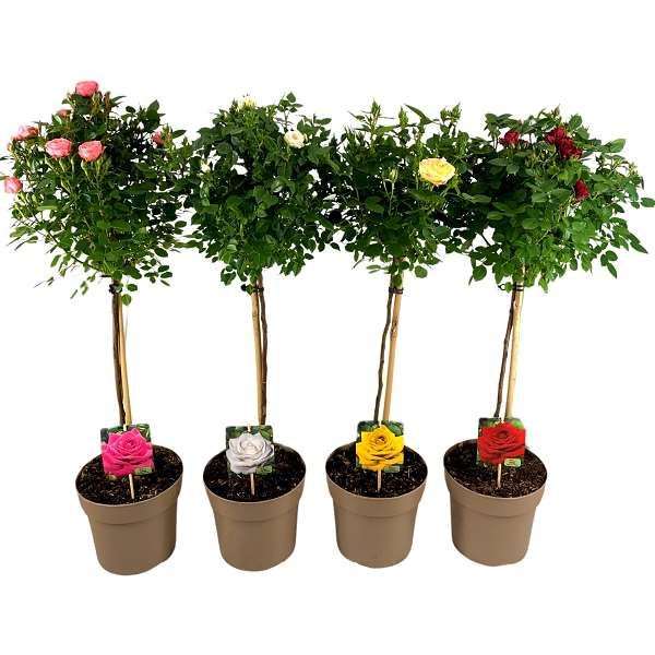 Picture of Rose PATIO ON STEM