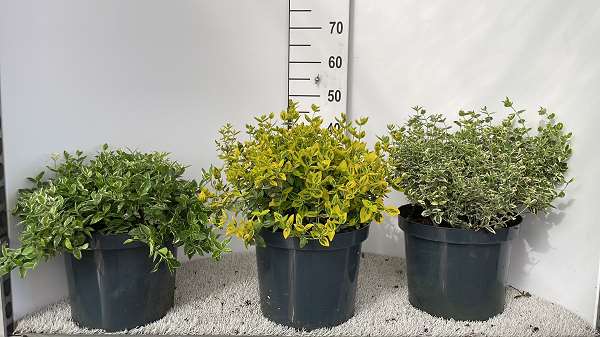 Picture of EUONYMUS FORTUNEI MIX