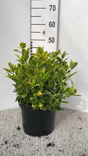 Picture of EUONYMUS AUREAMARGINATUS 