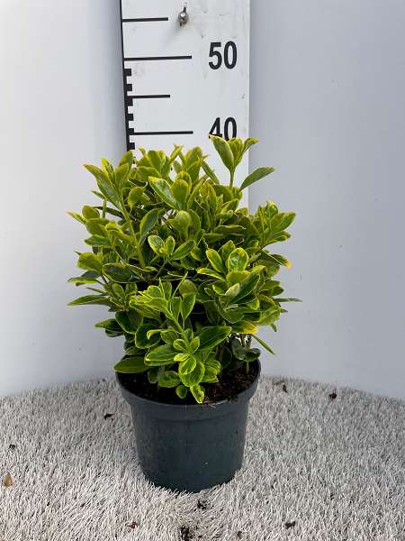 Picture of EUONYMUS AUREAMARGINATUS