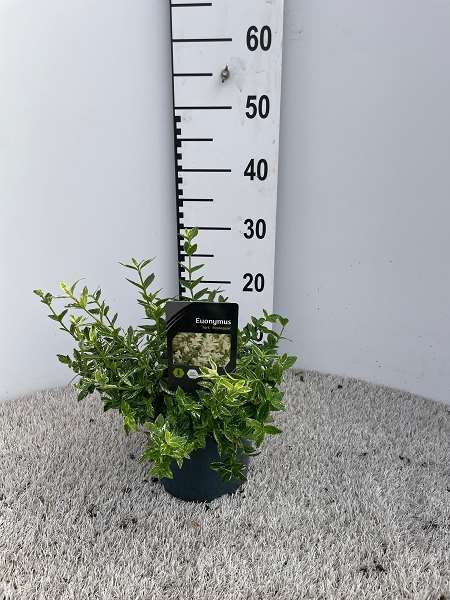 Picture of EUONYMUS FORTUNEI HARLEQUIN