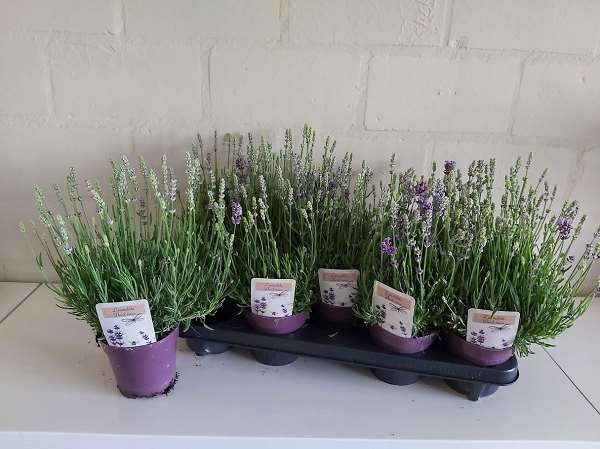 Picture of LAVANDULA ANGUSTIFOLIA THINK TWICE