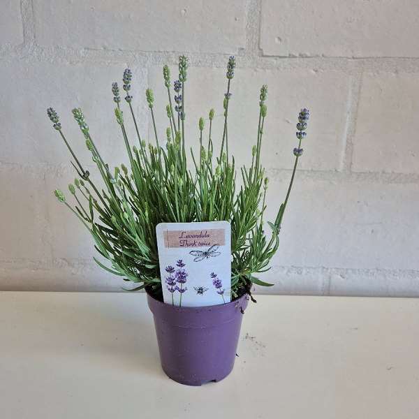 Picture of Lavandula angustifolia think twice