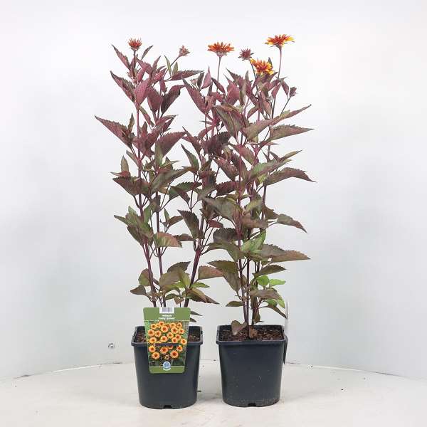 Picture of HELIOPSIS FUNKY SPINNER