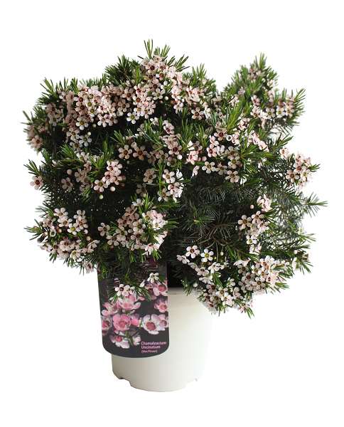 Picture of WAXFLOWER TOUFFE 17CM