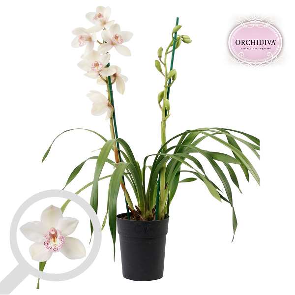 Picture of CYMBIDIUM 02-STEM WHITE