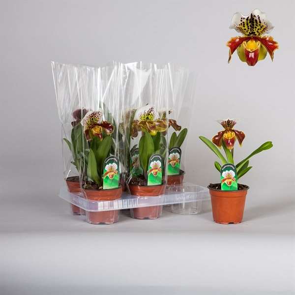 Picture of PAPHIOPEDILUM 01-STEM HYBRIDE MIX