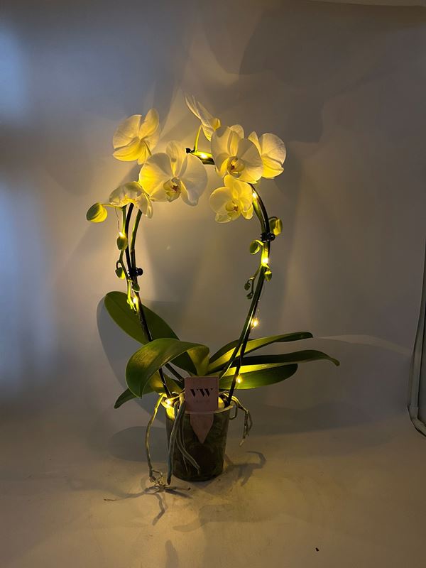 Picture of PHALAENOPSIS 02-STEM HOOP WHITE WITH LED LIGHTS