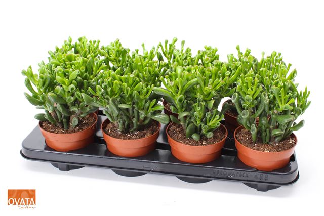 Picture of CRASSULA OVATA HOBBIT