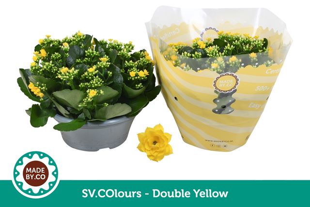 Picture of Kalanchoe double yellow bowl