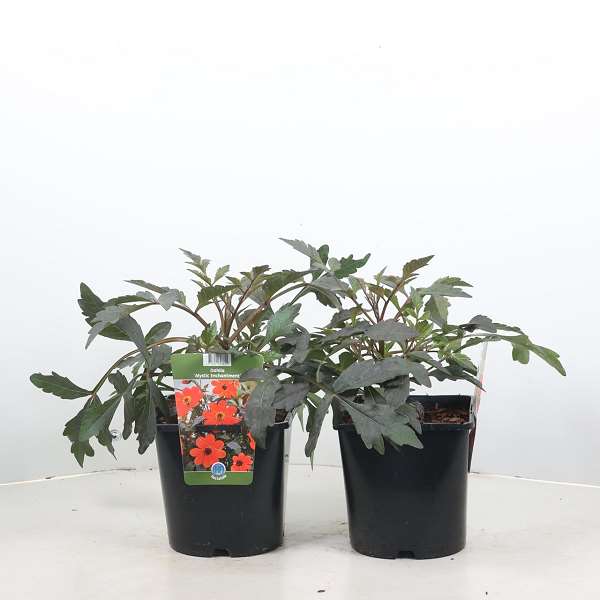 Picture of Dahlia mystic enchantmen