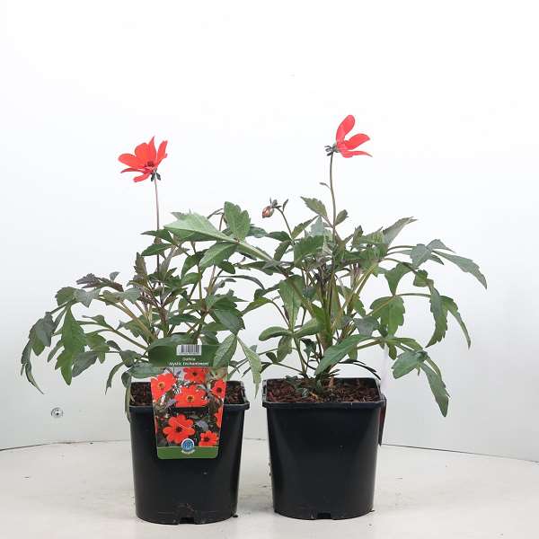 Picture of Dahlia mystic enchantmen