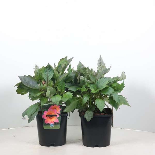 Picture of Dahlia mystic fantasy