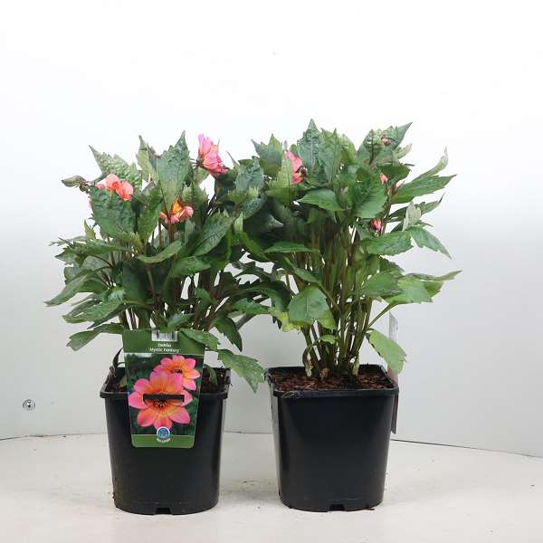 Picture of Dahlia mystic fantasy