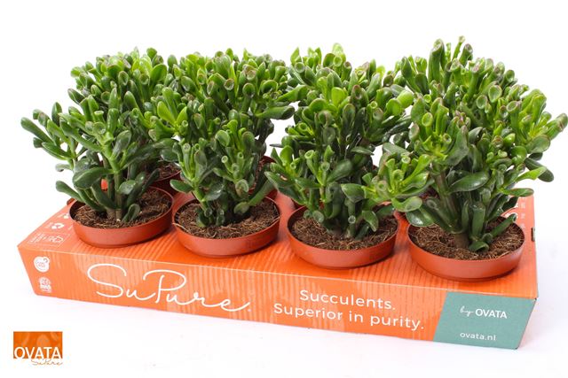 Picture of CRASSULA OVATA HOBBIT
