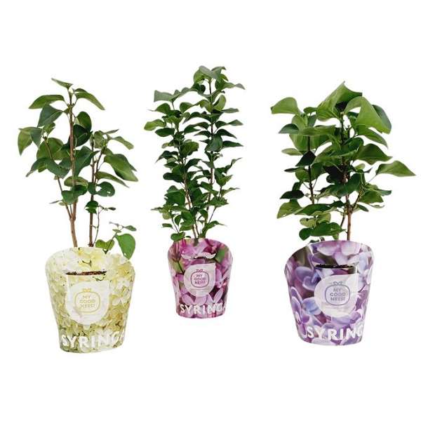 Picture of Syringa vulgaris mix potcover