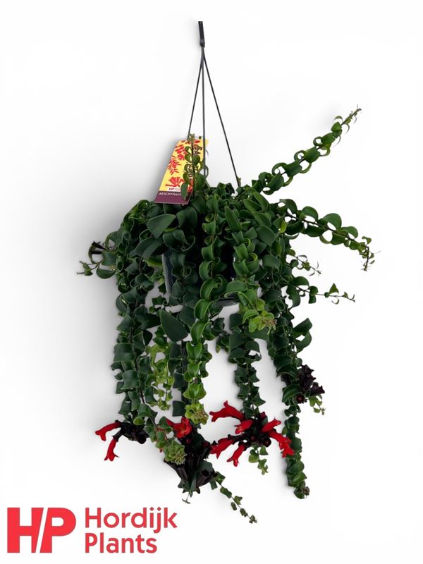 Picture of Aeschynanthus rasta in hanging basket