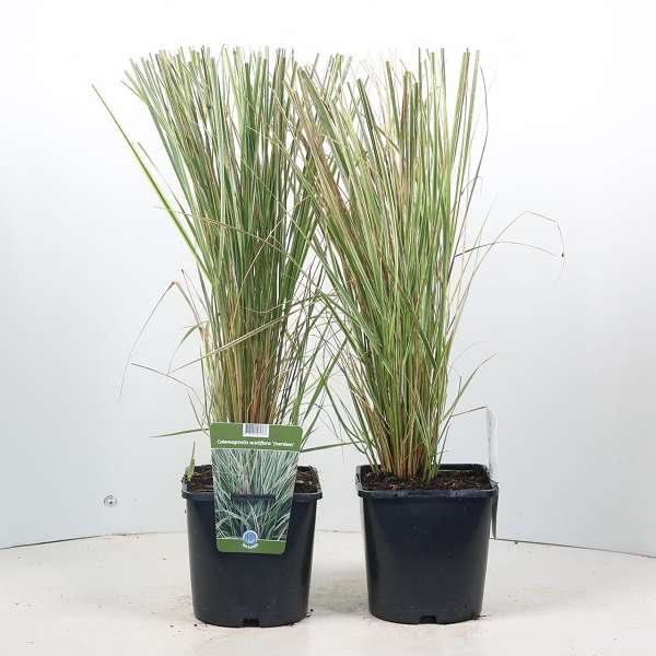 Picture of CALAMAGROSTIS ACUTIFLORA OVERDAM