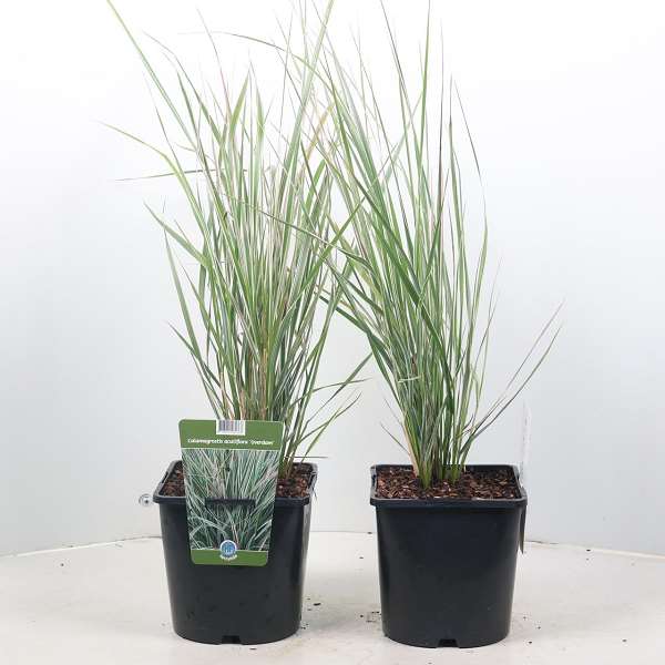 Picture of CALAMAGROSTIS ACUTIFLORA OVERDAM