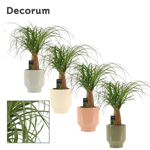 Picture of Beaucarnea recurvata in ceramic