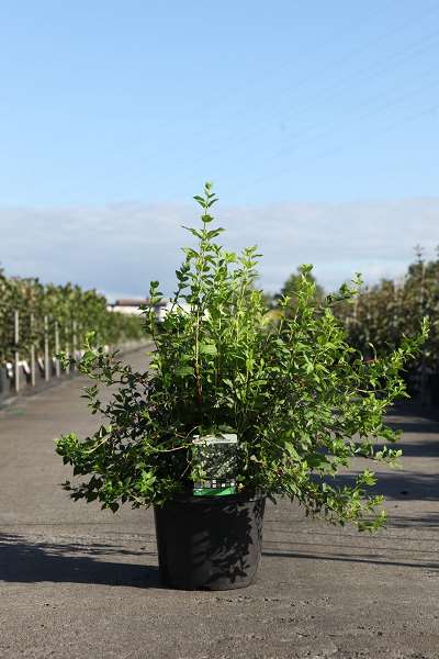 Picture of Philadelphus manteau d'hermine