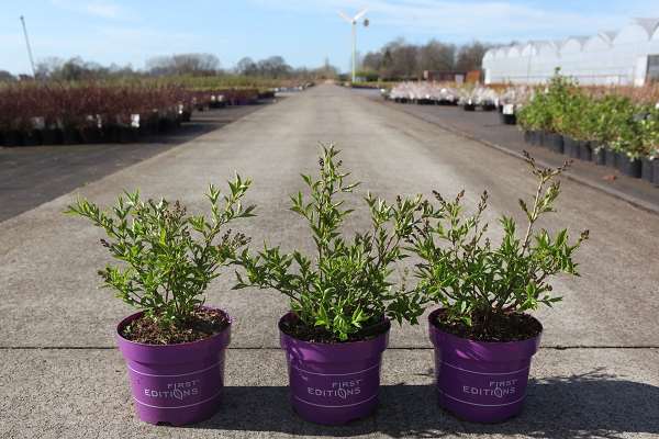 Picture of Syringa little lady