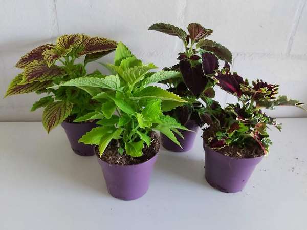 Picture of PLECTRANTHUS MIX