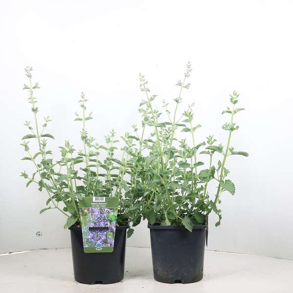 Picture of Nepeta faassenii six hills giant