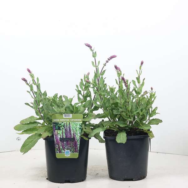 Picture of SALVIA NEMOROSA CARADONNA