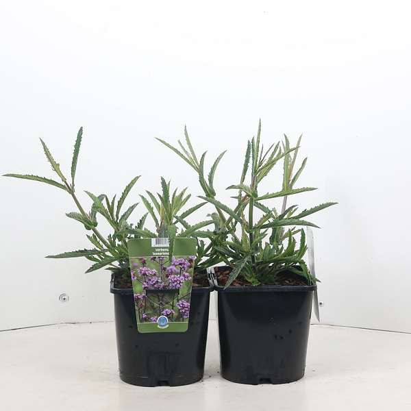 Picture of Verbena bonariensis