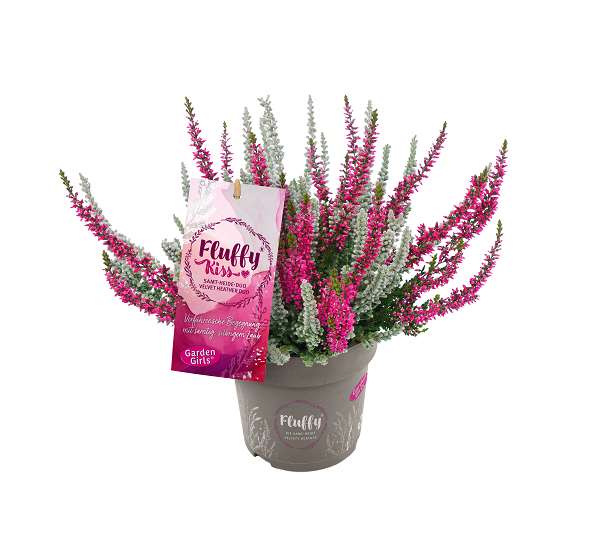 Picture of Calluna garden girls fluffy kiss