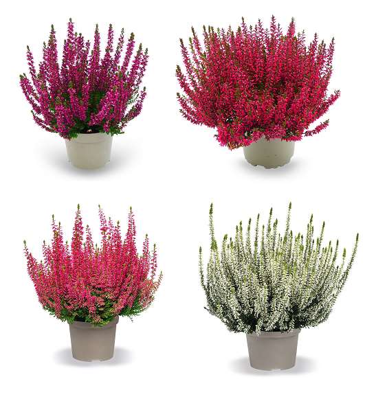 Picture of CALLUNA GARDEN GIRLS NEXXT