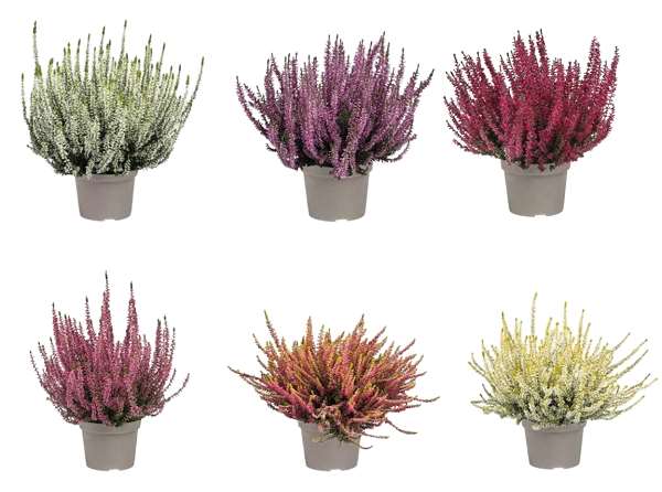 Picture of Calluna garden girls nexxt