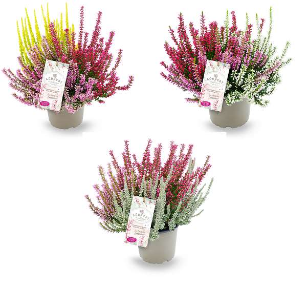 Picture of CALLUNA GARDEN GIRLS LÖNNEBY TRIO