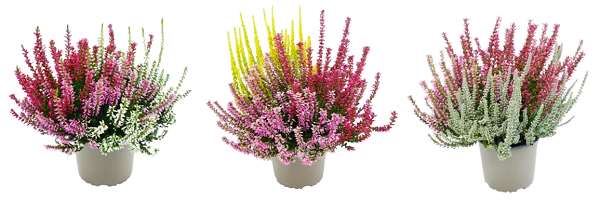 Picture of Calluna garden girls lönneby trio