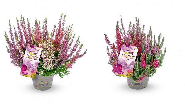 Picture of CALLUNA GARDEN GIRLS TWISTER