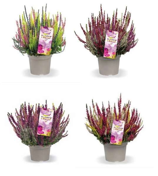 Picture of Calluna garden girls twister