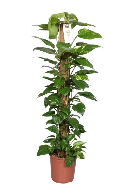 Picture of EPIPREMNUM PINNATUM AUREUM MOSS POLE 120CM