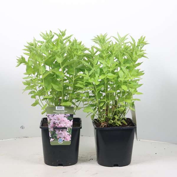 Picture of CAMPANULA LACTIFLORA LODDON ANNA