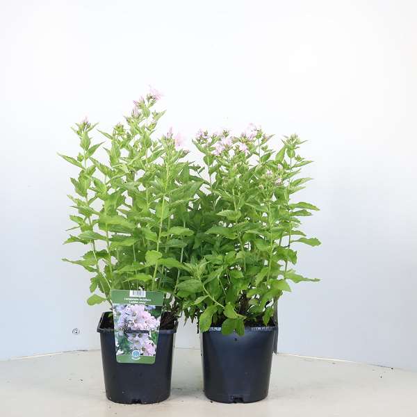 Picture of Campanula lactiflora loddon anna