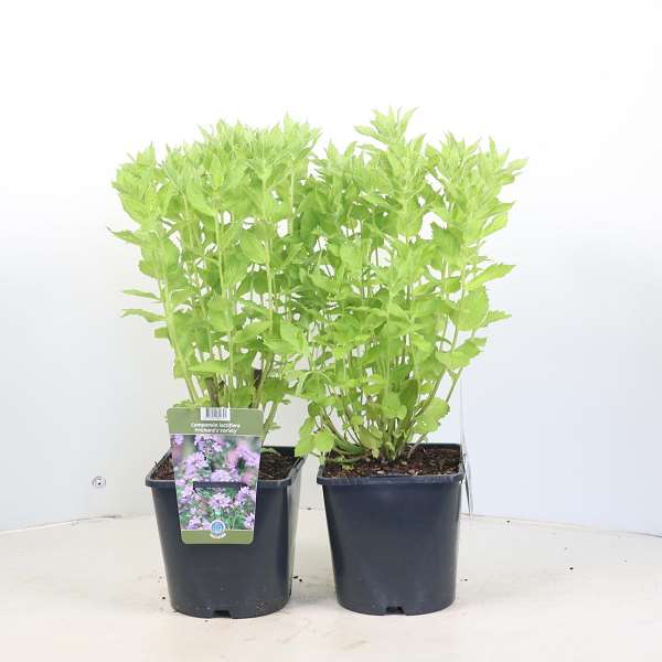 Picture of CAMPANULA LACTIFLORA PRICHARD'S VARIETY