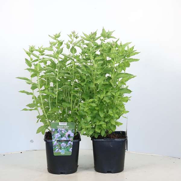 Picture of Campanula lactiflora prichard's variety