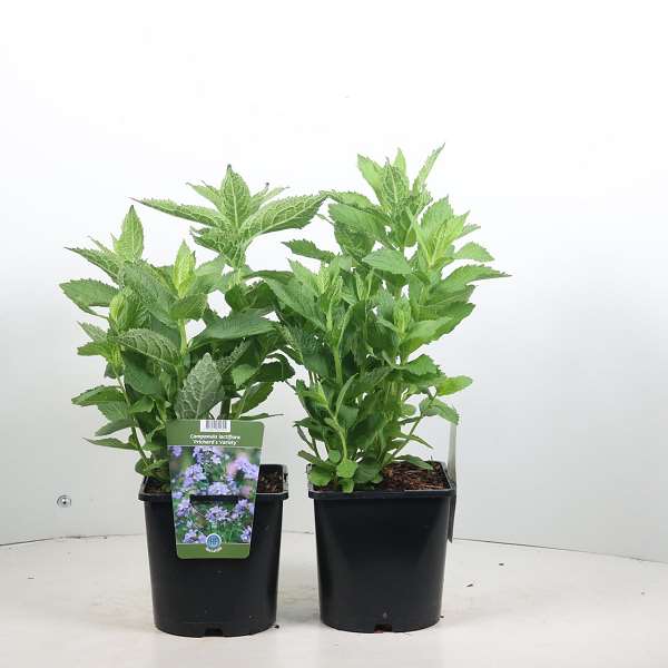 Picture of Campanula lactiflora prichard's variety