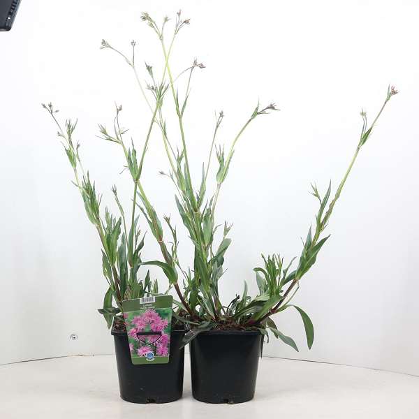 Picture of Lychnis petite jenny