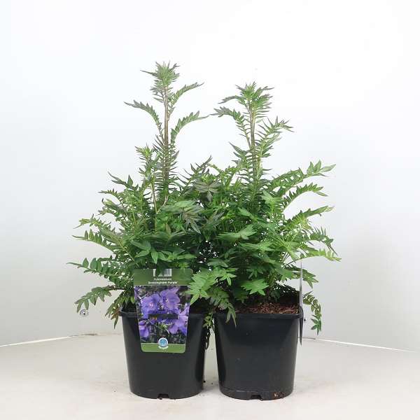 Picture of Polemonium bressingham purple