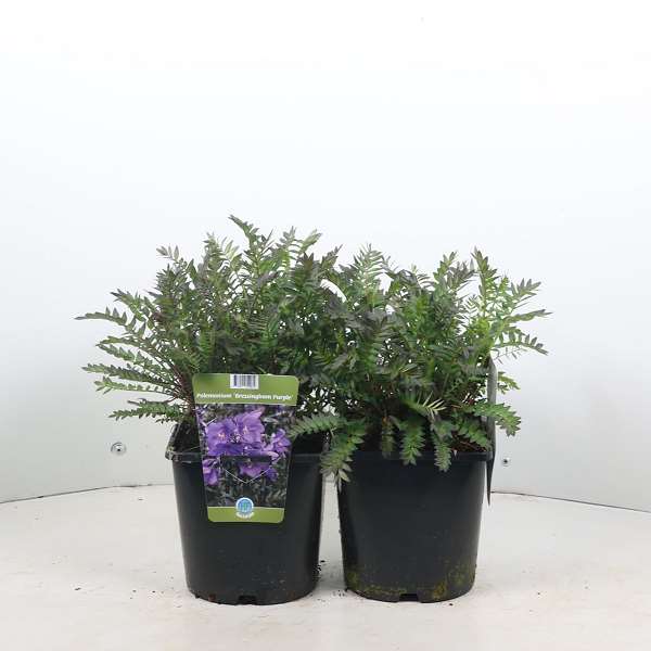 Picture of Polemonium bressingham purple