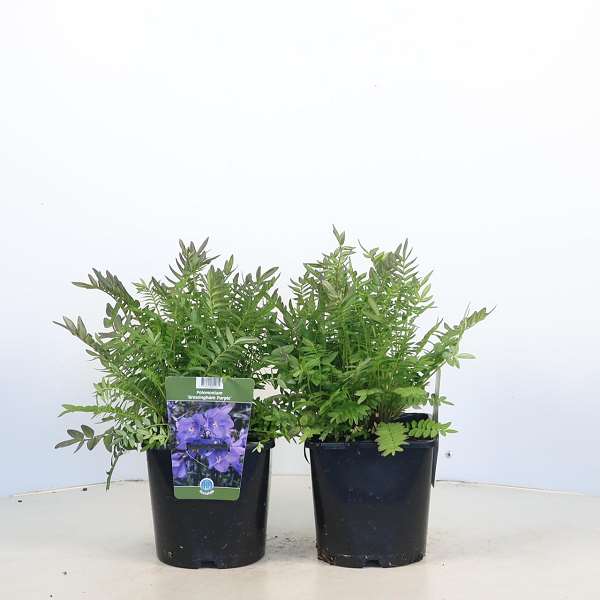 Picture of Polemonium bressingham purple