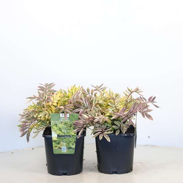 Picture of Polemonium golden feathers