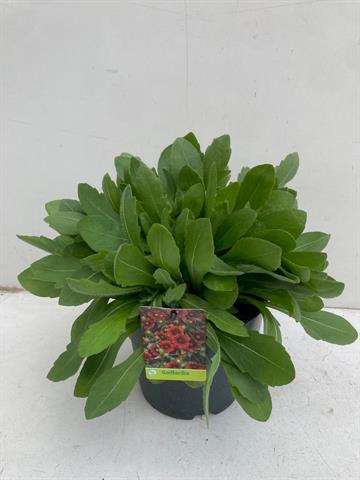 Picture of Gaillardia