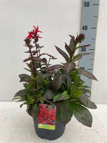 Picture of Lobelia speciosa